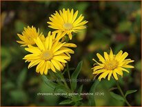 Chrysopsis speciosa &#39;Golden Sunshine&#39;