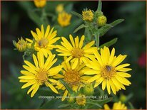 Chrysopsis speciosa &#39;Golden Sunshine&#39;