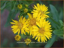 Chrysopsis speciosa &#39;Golden Sunshine&#39;