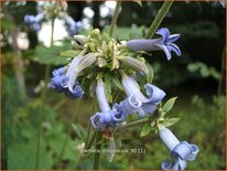 Clematis &#39;Crepuscule&#39;