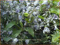 Clematis &#39;Mrs Robert Brydon&#39;