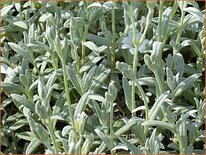 Cerastium tomentosum