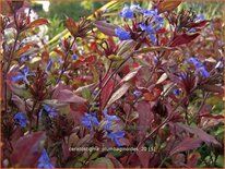 Ceratostigma plumbaginoides