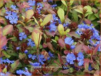 Ceratostigma plumbaginoides