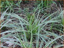 Carex morrowii &#39;Variegata&#39;