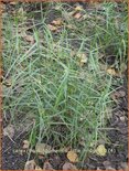 Carex muskingumensis &#39;Little Midge&#39;