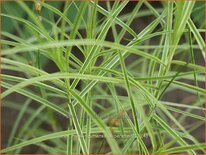 Carex muskingumensis &#39;Silberstreif&#39;