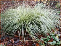 Carex oshimensis &#39;Evergold&#39;