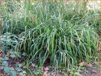 Carex pendula