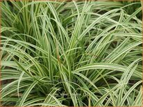 Carex &#39;Silver Sceptre&#39;