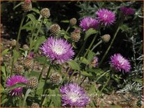 Centaurea hypoleuca &#39;John Coutts&#39;