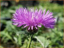 Centaurea hypoleuca &#39;John Coutts&#39;