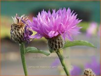 Centaurea hypoleuca &#39;John Coutts&#39;