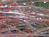 Carex buchananii