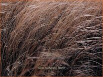 Carex buchananii