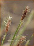 Carex conica &#39;Snowline&#39;