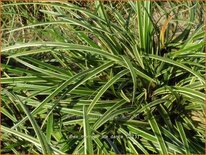 Carex morrowii &#39;Ice Dance&#39;