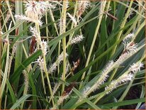 Carex morrowii &#39;Irish Green&#39;