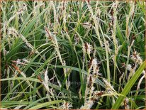 Carex morrowii &#39;Irish Green&#39;