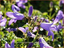 Campanula portenschlagiana &#39;Resholts Variety&#39;