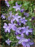 Campanula poscharskyana