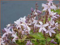 Campanula poscharskyana &#39;Lisduggan Variety&#39;