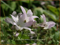 Campanula lactiflora &#39;Loddon Anna&#39;