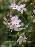 Campanula lactiflora &#39;Loddon Anna&#39;