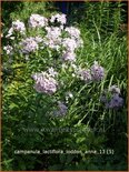 Campanula lactiflora &#39;Loddon Anna&#39;