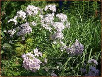 Campanula lactiflora &#39;Loddon Anna&#39;