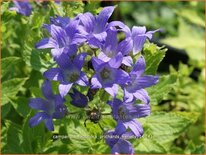 Campanula lactiflora &#39;Prichard&#39;s Variety&#39;