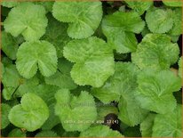 Caltha palustris &#39;Alba&#39;