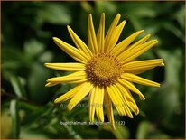 Buphthalmum salicifolium