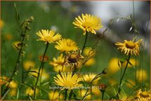 Buphthalmum salicifolium