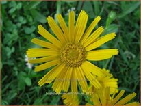 Buphthalmum salicifolium