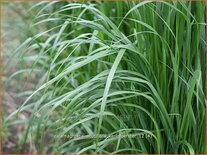 Calamagrostis acutiflora &#39;Karl Foerster&#39;