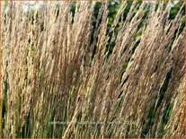 Calamagrostis acutiflora &#39;Karl Foerster&#39;