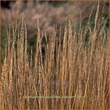 Calamagrostis acutiflora &#39;Overdam&#39;