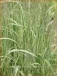 Calamagrostis acutiflora &#39;Overdam&#39;