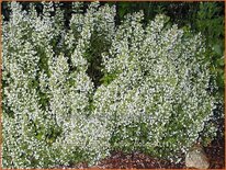 Calamintha nepeta &#39;White Cloud&#39;