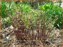 Athyrium filix-femina &#39;Lady in Red&#39;