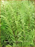 Athyrium filix-femina &#39;Lady in Red&#39;