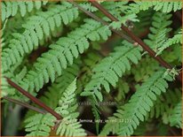 Athyrium filix-femina &#39;Lady in Red&#39;