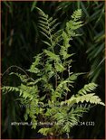 Athyrium filix-femina &#39;Lady in Red&#39;