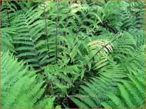 Athyrium filix-femina &#39;Rotstiel&#39;