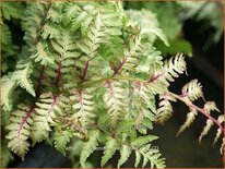 Athyrium niponicum &#39;Red Beauty&#39;