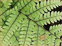 Athyrium otophorum &#39;Okanum&#39;