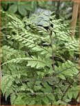 Athyrium otophorum &#39;Okanum&#39;