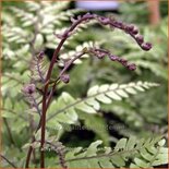 Athyrium otophorum &#39;Okanum&#39;