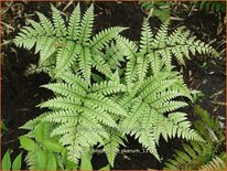 Athyrium otophorum &#39;Okanum&#39;